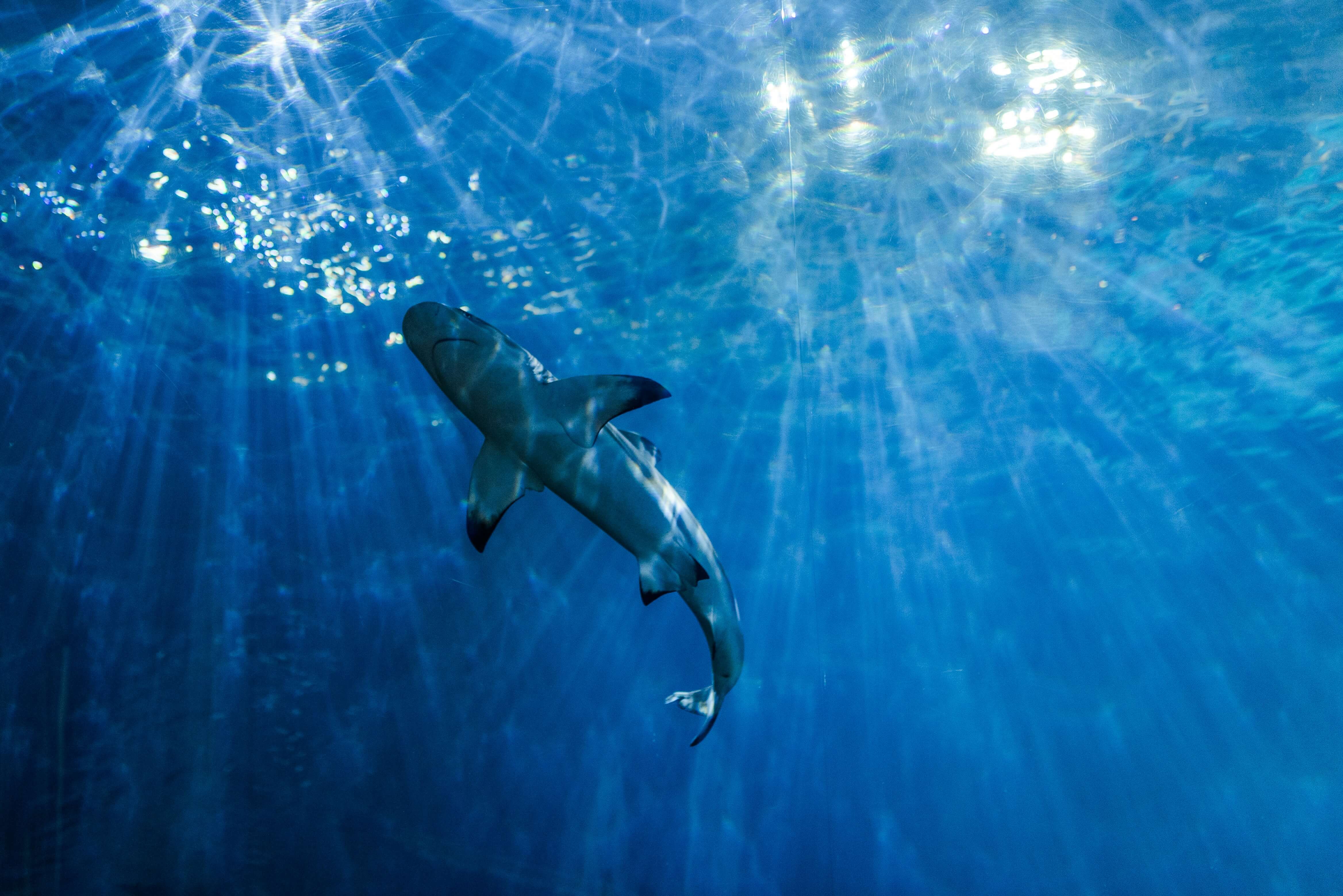 Whale Shark Boat