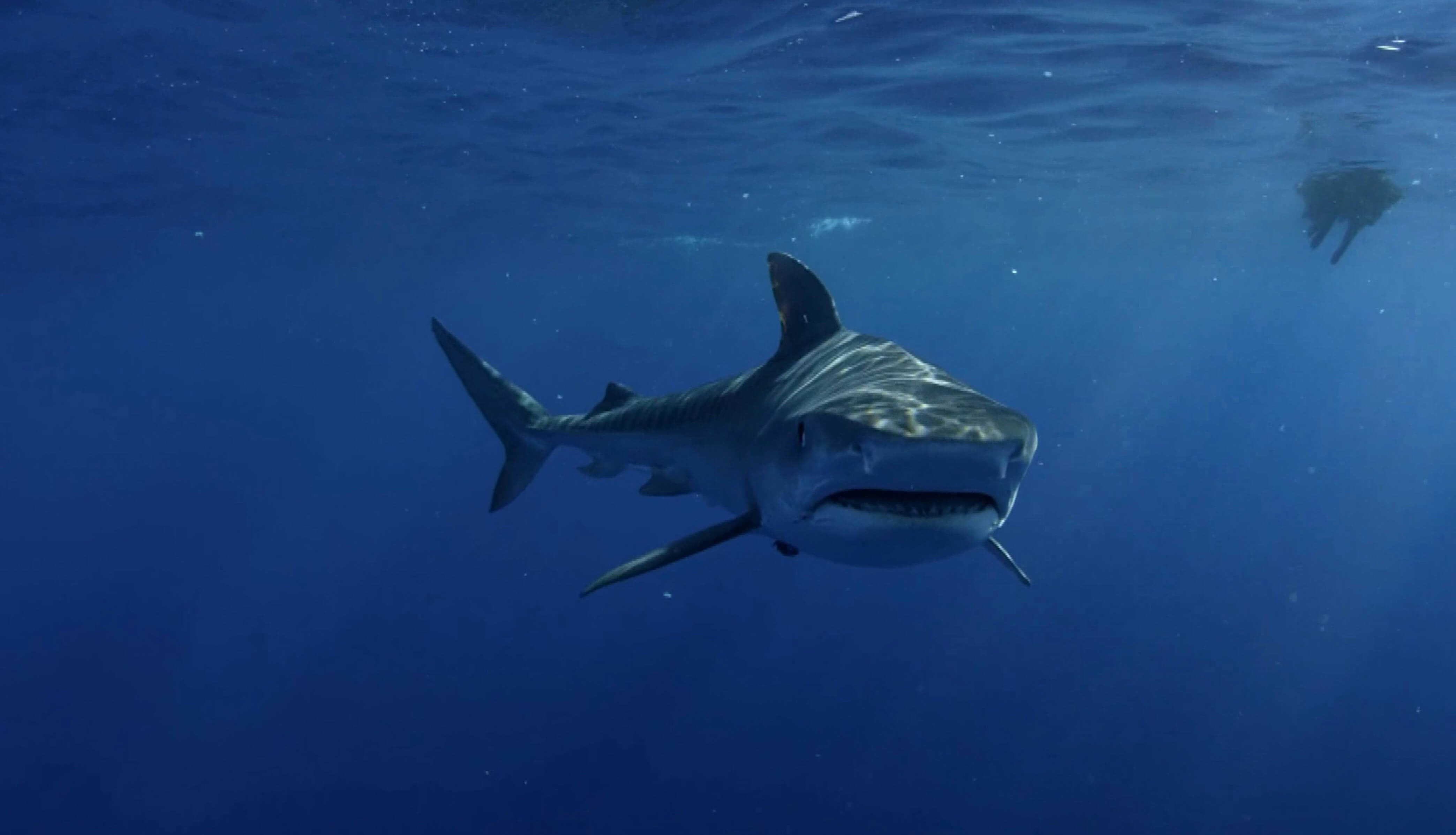 Whale Shark Snorkeling