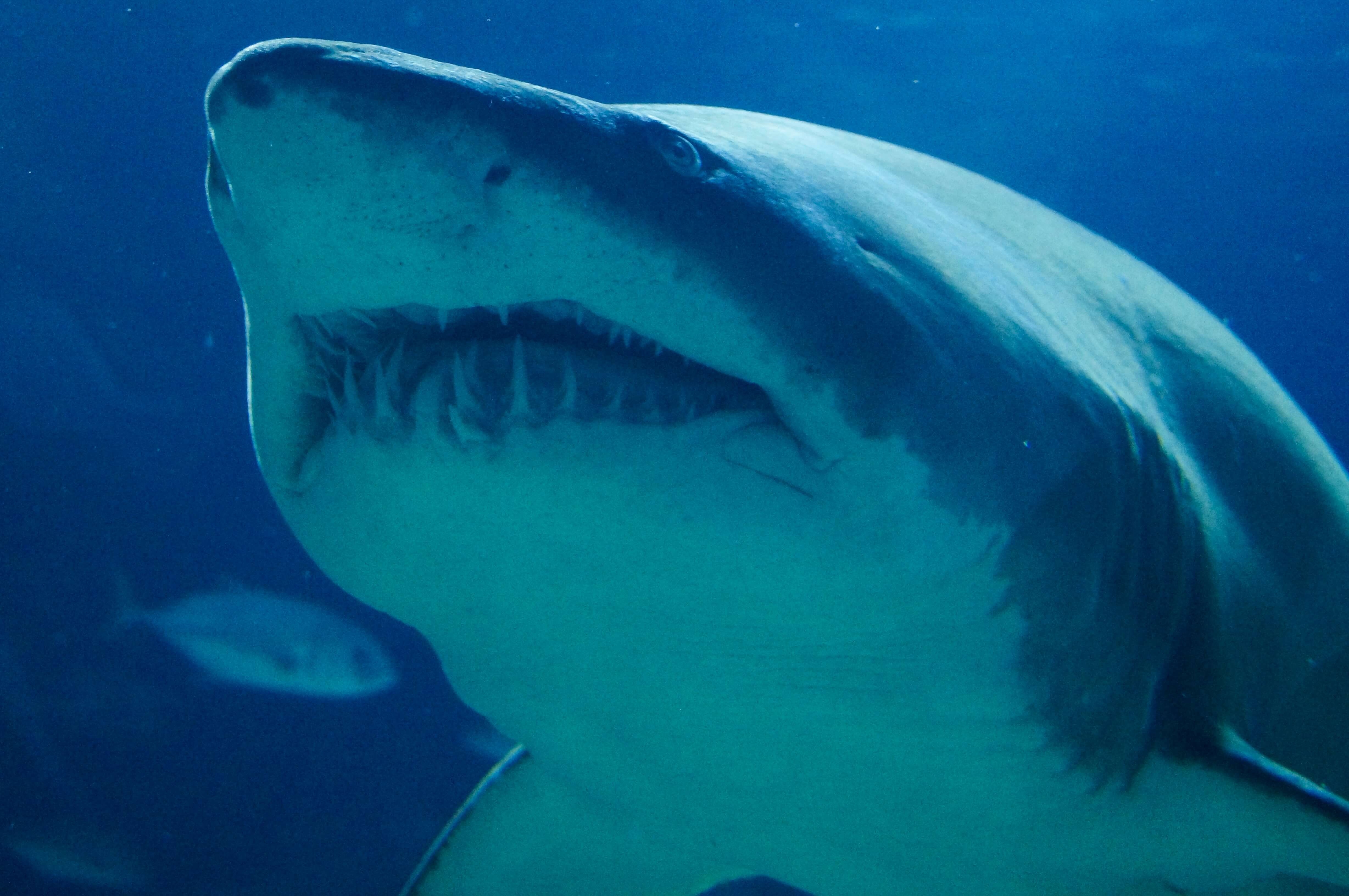 Swim with Whale Shark Sumbawa